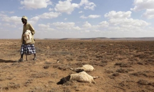 تقرير يكشف عن مقتل 43 ألف شخص العام الماضي في الصومال بسبب الجفاف