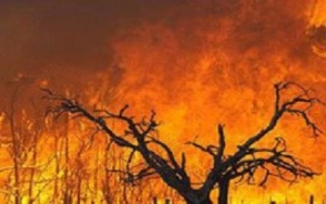 وزارة الفلاحة تؤكد السيطرة على كل الحرائق