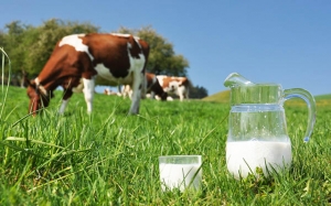 بعد زيادة 60 مليما في لتر الحليب:  صندوق الدعم يتحمل الزيادة ويثقل كاهل الميزانية المنهكة