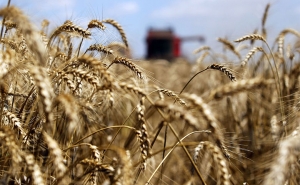 في تبعات الآثار الايجابية لإنتاج الحبوب لموسم 2018/ 2019: التقليص في فواتير ورادات القمح الصلب بقيمة 160 مليون دينار والقمح اللين بـ 15 مليون دينار والشعير بقيمة135 مليون دينار