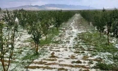 القصرين: اضرار فلاحية بسبب حجر البرد