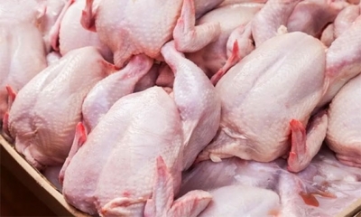 رئيس غرفة تجار لحوم الدواجن بالتفصيل لـ«المغرب»: صفر مخزون بالنسبة للحم الدجاج و الديك الرومي...