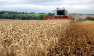 وفرة المحاصيل وزيادة المنافسة تؤديان إلى انخفاض أسعار القمح في الأسواق العالمية