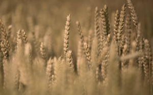 امام ارتفاع نسق واردات تونس من الحبوب: النقص في الأمطار أثّر في 30 % من المساحة المزروعة