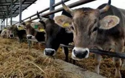 مدير المركب الفلاحي الأخماس: 'الإعلان عن استشارة لبيع أبقار مصابة بالسل هو إجراء قانوني ومعمول به'