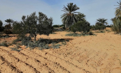 مدنين: استرجاع عقارين دوليين فلاحيين بجربة ميدون.