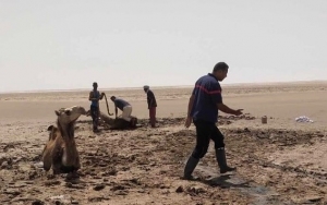 توزر :انقاذ قطيع ابل