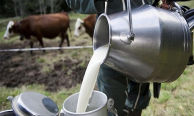 الضاوي: الإنفراج في مادة الحليب نظرا لأننا في فترة ذروة الإنتاج