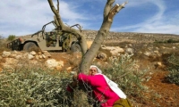 الكيان الصهيوني يقتــلع 70 شجرة زيتون تتراوح أعمارها ما بين 100_120 عاما