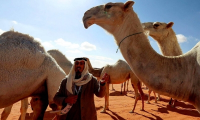"حداء الإبل" من تراث سعودي إلى قائمة اليونسكو