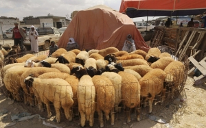 بسبب دخول المطاحن في إضراب مفتوح: مربو الماشية وتجار الأعلاف بتوزر يتذمرون من غياب التزود بمادة السداري منذ أكثر من شهر