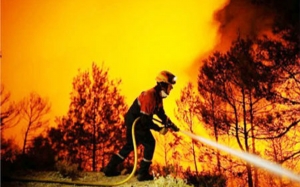 إلى غاية منتصف شهر أوت :  حوالي 300 حريق تلتهم أكثر من 3000 هكتار من الغابات