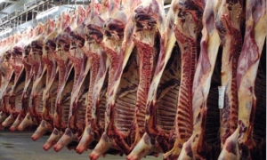 منظومة اللحوم الحمراء خلال الفترة 2010 - 2020: تراجع في نسق التوريد بنحو10 % رافقه استقرار في حجم الإنتاج الوطني