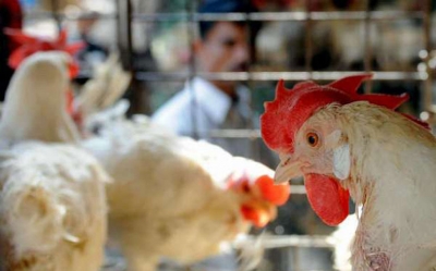 لمنع تسرب انفلونزا الطيور : غلق محمية إشكل للعموم وإعلانها منطقة حجر صحي