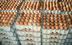 إلى جانب إعادة العمل بالترخيص المسبق عند تصدير الغلال:  توريد البيض المعد للاستهلاك لأول مرة يشعل من جديد الحراك الاحتجاجي في صفوف الفلاحين 