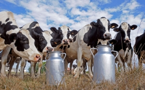 قطاع الحليب في تونس:  دعوة إلى وضع خطة لتنمية الموارد العلفية المحلية للحدّ من ارتفاع تكلفة الإنتاج