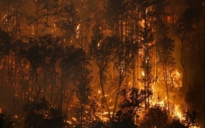 حريق ضخم يلتهم 3 آلاف دونم من الأشجار الطبيعية بشمال كردستان العراق