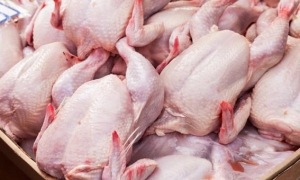 تونس سجلت تراجعا لانتاج دجاج اللحم بنسبة 2.9% خلال فيفري 2023