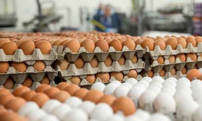 نابل حجز 9000 بيضة بسبب الاتجار فيها دون احترام شروط الممارسة