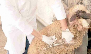 بسبب تلقيح  نفوق اكثر من 30 رأسا من الأغنام في رمادة