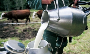 بالتزامن مع فترة تقلص الإنتاج الموسمي والجفاف: إنتاج الحليب يتراجع والاضطراب يعود إلى الاسواق ...
