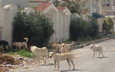 ولاية بن عروس: مواطن يرفع قضية بكلب في جبل جلود !