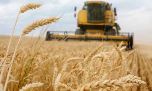 أسعار القمح تنخفض بنسبة 3.5% خلال ماي 2023