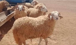 ضبط أسعار مرجعية لأضاحي العيد