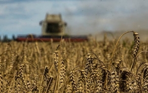 أسعار ​​القمح تهبط متجاهلة اضطرابات البحر الأسود بسبب وفرة المحصول