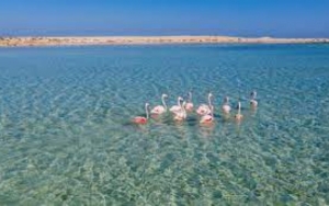 نحو إضافة محميتين جديدتين إلى شبكة المحميات البحرية في تونس