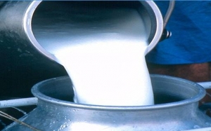 ضربة موجعة للمحتكرين:  الإبقاء على سعر الحليب دون زيادة والصندوق العام للتعويض يتحمّل عبءا إضافيا بــ 90 مليون دينار سنويا