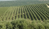 هنشير الشعال