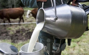 داعيا إلى إعتماد آلية دينامكية الأسعار:  اتحاد الفلاحين يرى أن سعر الحليب في مستوى الإنتاج يجب أن لايقل عن 1400 مليم للتر
