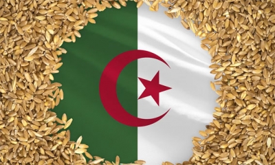 متعاملون: الجزائر اشترت قمحا في مناقصة للشحن إلى ميناءين