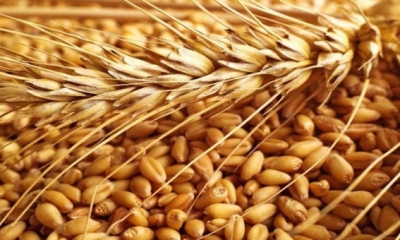 اتحاد الفلاحة يؤكد عدم توفر الأسمدة الضرورية للاستعداد  لموسم الحبوب