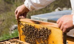 50% من خلايا النحل أتلفت في زغوان