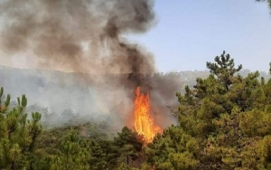 جندوبة: حريقان يأتيان على 9 هكتارات من الغطاء الغابي
