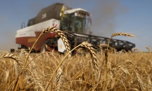 مصر تخطط للتحوط من زيادة أسعار القمح العام المقبل