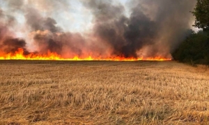 التغييرات المناخية تهدد الثروة الغابية: تسجيل حوالي 300 حريق وتضرر 1796 هكتار خلال الفترة 1 جانفي /9 أوت الجاري