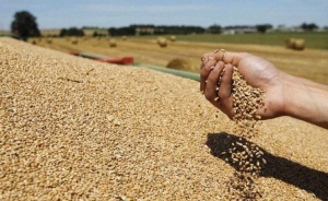57 % الصابة تم إنتاجها بولايات الشمال الغربي: الحصيلة النهائية لكميات الحبوب المجمعة ترتفع بنسبة 14 % لتصل الى 8.1 مليون قنطار ..