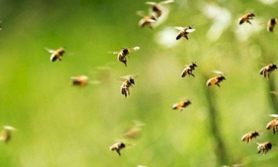 جرجيس : تظاهرة إعلاميّة تهتمّ بقطاع تربية النّحل