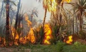 توزر: حريق بالواحة القديمة يأتي على 16 نخلة و15 شجرة مثمرة