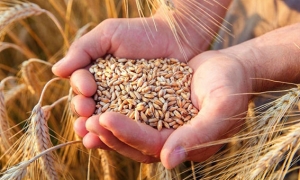 المجلس الدولي للحبوب: تواصل ارتفاع أسعار الحبوب عند التصدير في العالم