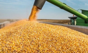 الجزائر تطرح مناقصة لشراء ما يصل إلى 120 ألف طن من الذرة
