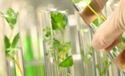صفاقس: إنطلاق فعاليات دورة مخبرية بعنوان « تخصيب النبات وزراعة الأنسجة النباتية » ضمن مشروع التوأمة الأوروبي « إينبلانتوميكس »