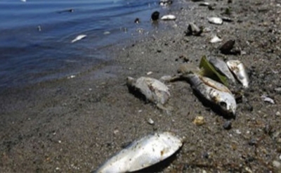 مدنين:  بعد الأمطار الأخيرة طحالب سامة تتلف كميات من الأسماك ببحيرة بوغرارة
