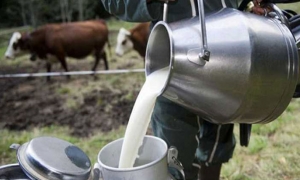 وزارة الفلاحة:  مخزون الحليب يناهز 28.6 مليون لتر مقابل 38.8 مليون لتر خلال الموسم المنقضي