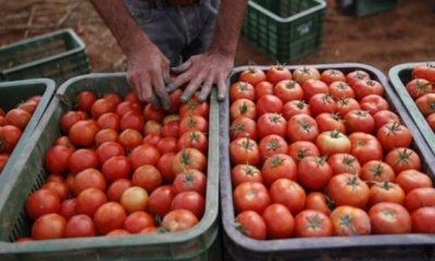 ارتفاع اسعار الطماطم بعد انهيار استمر لاسابيع...