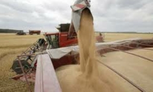 مصر تعتزم استيراد القمح الأوكراني عبر أوروبا