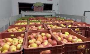 منزل بورقيبة: حجز 1800 كلغ من التفاح بمخزن عشوائي